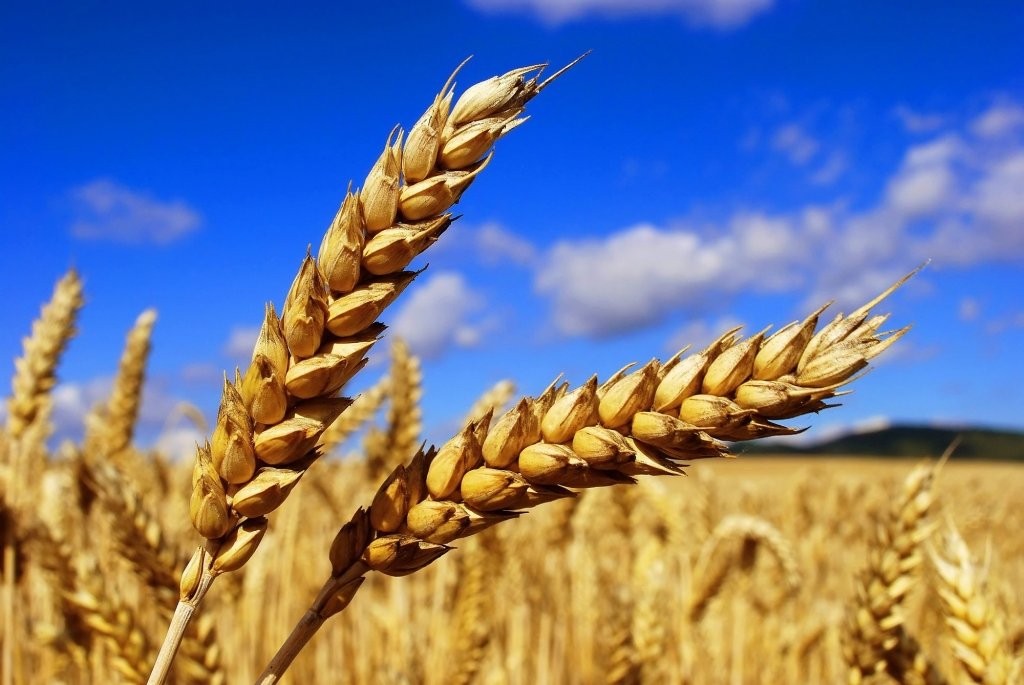 В России увлеклись экспортом зерна, а про животноводство и переработку забыли