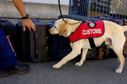 customs dog