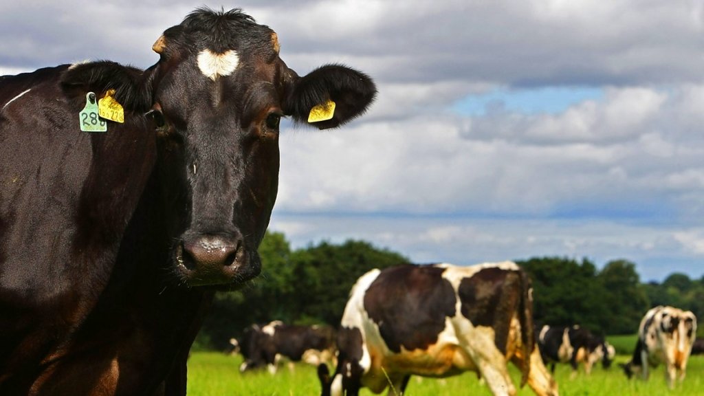 Ставропольские фермеры грозятся устроить марш коров