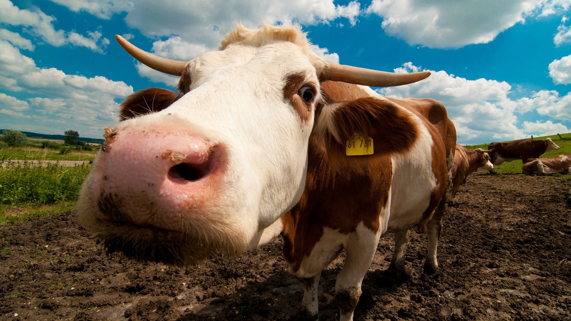 На Ставрополье ветеринары вынуждают фермеров уничтожать своих коров