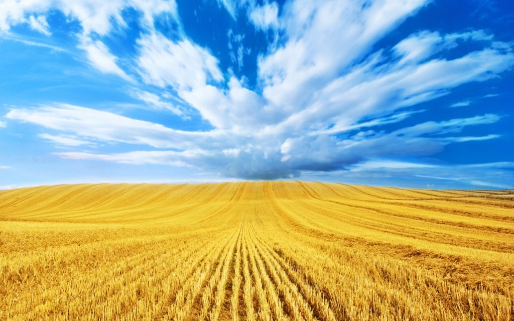 Пора переходить с пшеницы на рис и кукурузу