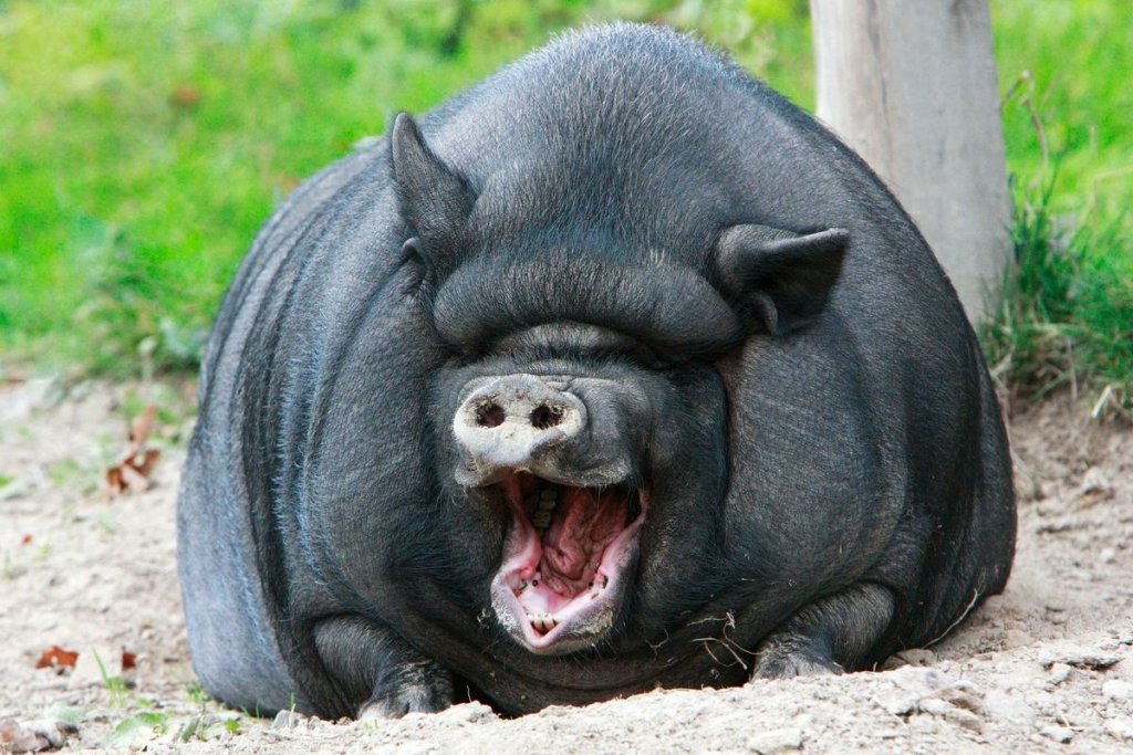 «Западные» свиньи, жиры и сало в России под запретом